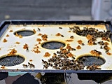 Na zajezdnię autobusową przy ul. Obornickiej zawitały... pszczoły