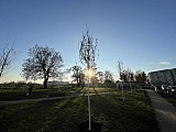 W pobliżu pętli tramwajowej Karłowice wyrosną nowe drzewa [Foto]