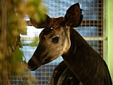 Nowa mieszkanka wrocławskiego zoo. Poznajcie okapi Zawadi [Foto]