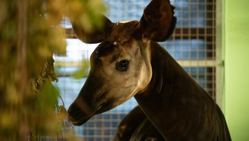 Nowa mieszkanka wrocławskiego zoo. Poznajcie okapi Zawadi [Foto]