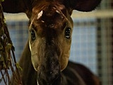 Nowa mieszkanka wrocławskiego zoo. Poznajcie okapi Zawadi [Foto]