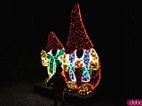 Kolejne świąteczne iluminacje we Wrocławiu już otwarte: Światłogród w Ogrodzie Botanicznym [Foto, Cennik, Terminy otwarcia]