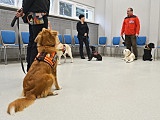 Weterynarze UPWr będą leczyć psy ratownicze [Foto]