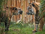 Tygrys Tengah obchodził swoje 14. urodziny [Foto]