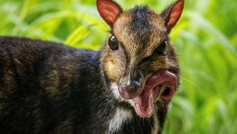 TyDzień Misji Ogrodów Zoologicznych i Akwariów