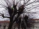 Pielęgnacja drzew i zapewnienie im dobrych warunków siedliskowych to istotny element dbania o przyrodę. Tak zrobiono na placu Piłsudskiego [Foto]