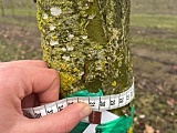 Na ul. Kosmonautów pojawi się prawie 800 drzew! Pierwsze z nich dotrą niebawem [Foto]