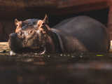 Urodziny hipopotamicy Rumby we wrocławskim ZOO [FOTO]