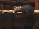 Urodziny hipopotamicy Rumby we wrocławskim ZOO [FOTO]