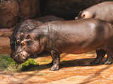 Urodziny hipopotamicy Rumby we wrocławskim ZOO [FOTO]