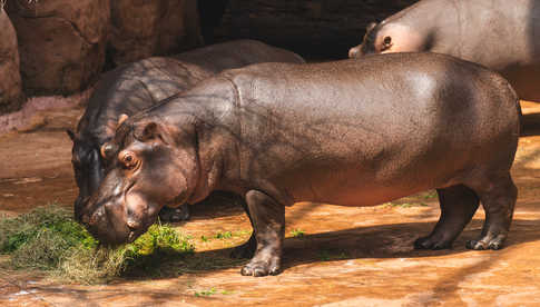 Urodziny hipopotamicy Rumby we wrocławskim ZOO [FOTO]