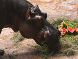 Urodziny hipopotamicy Rumby we wrocławskim ZOO [FOTO]