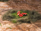 Urodziny hipopotamicy Rumby we wrocławskim ZOO [FOTO]