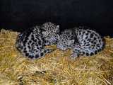 We wrocławskim ZOO urodziły się pantery śnieżne [FOTO]