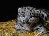 We wrocławskim ZOO urodziły się pantery śnieżne [FOTO]