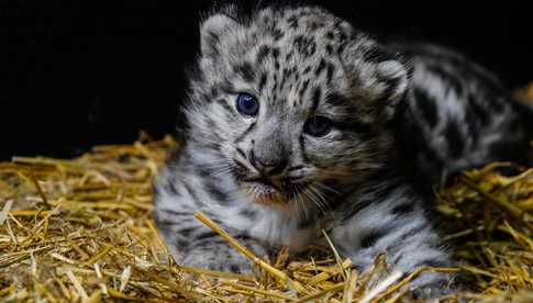 We wrocławskim ZOO urodziły się pantery śnieżne [FOTO]