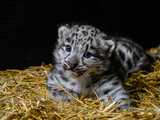 We wrocławskim ZOO urodziły się pantery śnieżne [FOTO]