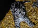 We wrocławskim ZOO urodziły się pantery śnieżne [FOTO]