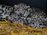 We wrocławskim ZOO urodziły się pantery śnieżne [FOTO]