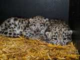 We wrocławskim ZOO urodziły się pantery śnieżne [FOTO]