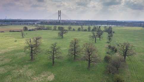 Powstaje miejska mapa koron drzew. To inauguracja europejskiego projektu LIFECOOLCITY [SZCZEGÓŁY]