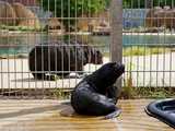 We wrocławskim zoo urodził się kotik afrykański [WIDEO, FOTO]