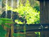Dzień pantery mglistej we wrocławskim zoo [FOTO]