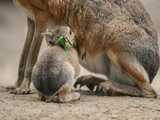 W ZOO Wrocław można oglądać małe mary patagońskie [FOTO]