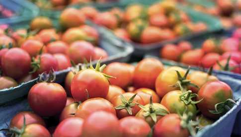 Jak zrobić nawóz z drożdży do pomidorów?