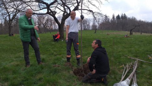 Bardo: Sadzenie drzew w Sadzie Czereśniowym