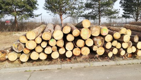 Drewno z wycinki drzew z terenu gminy Ząbkowice Śląskie na sprzedaż