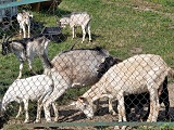 Wycieczka Klubu Seniora z Kamieńca: Bierkowice i Nysa